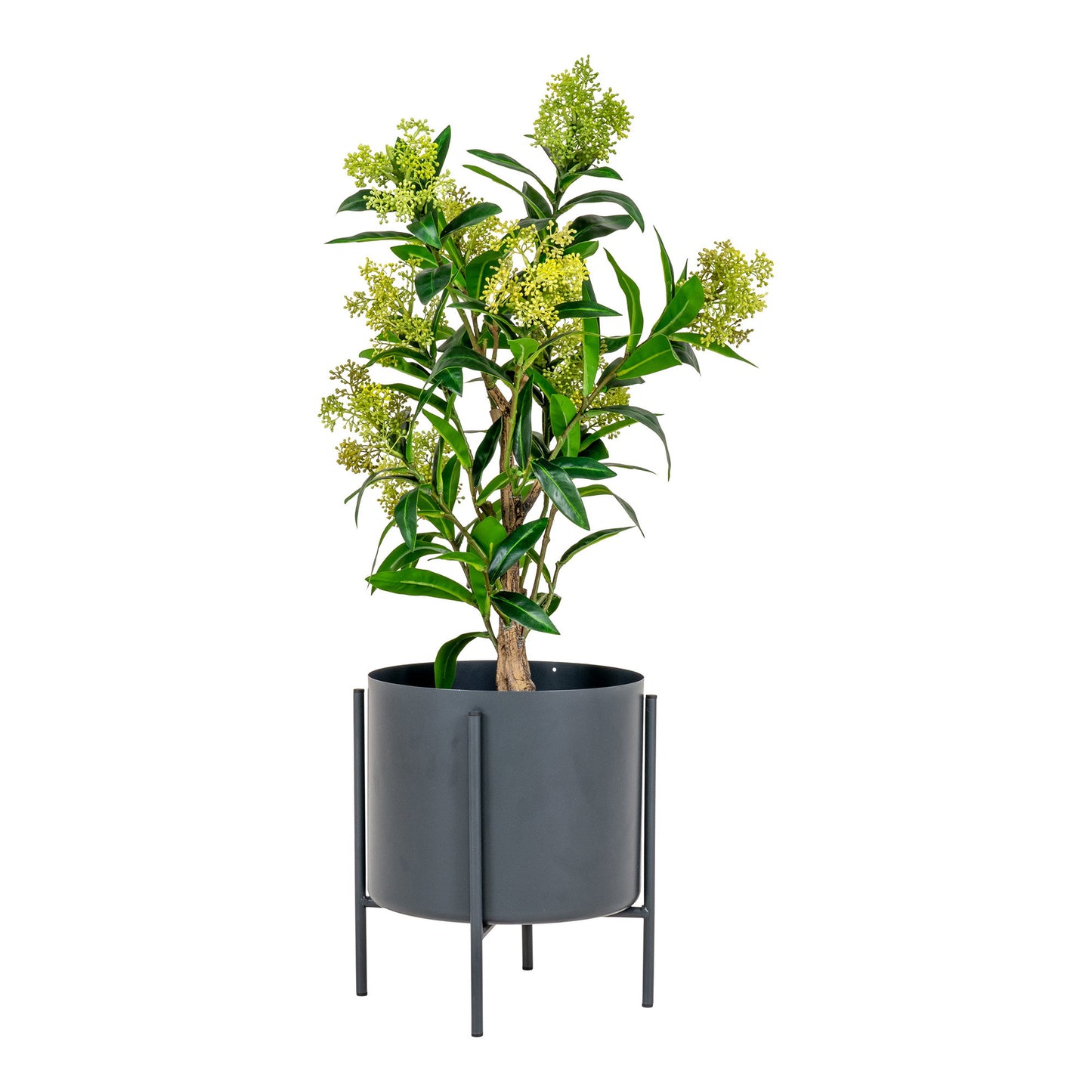 Árbol Skimmia - Verde