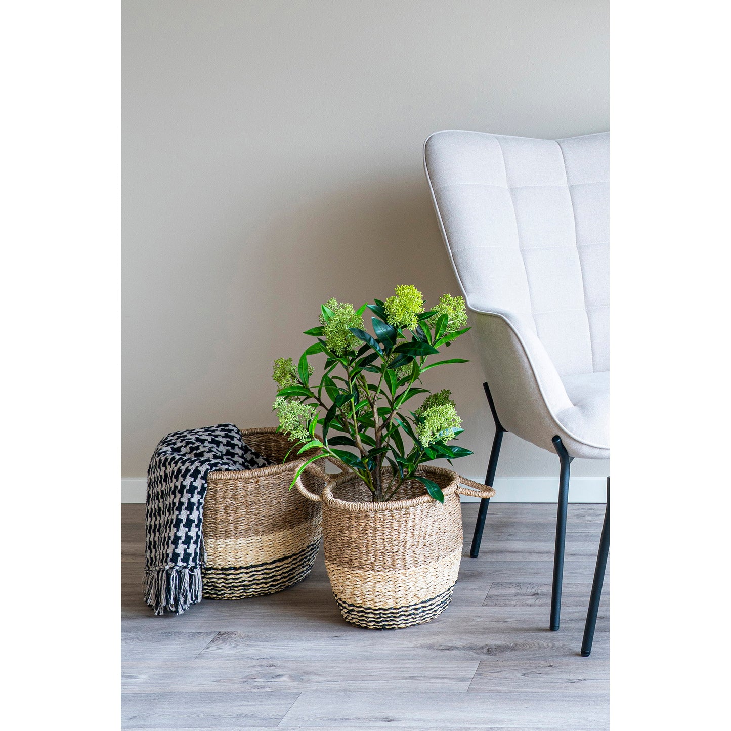 Árbol Skimmia - Verde
