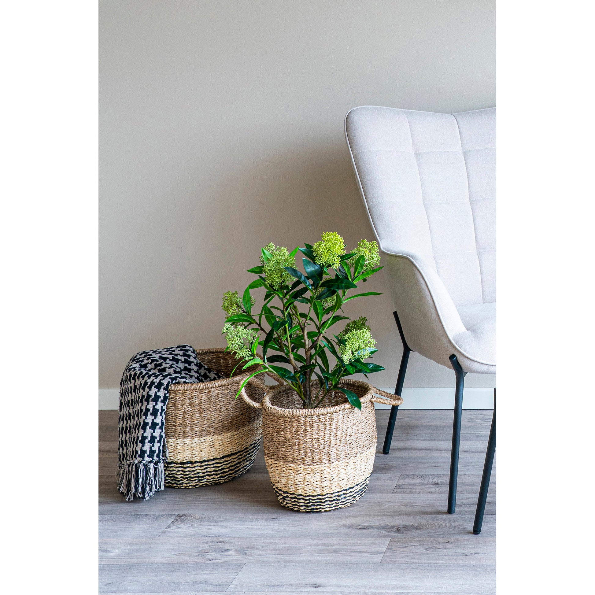 Árbol Skimmia - Verde