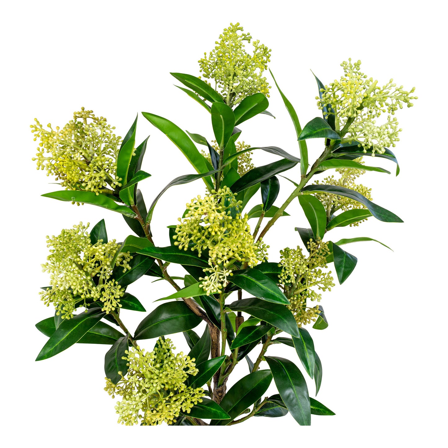 Árbol Skimmia - Verde