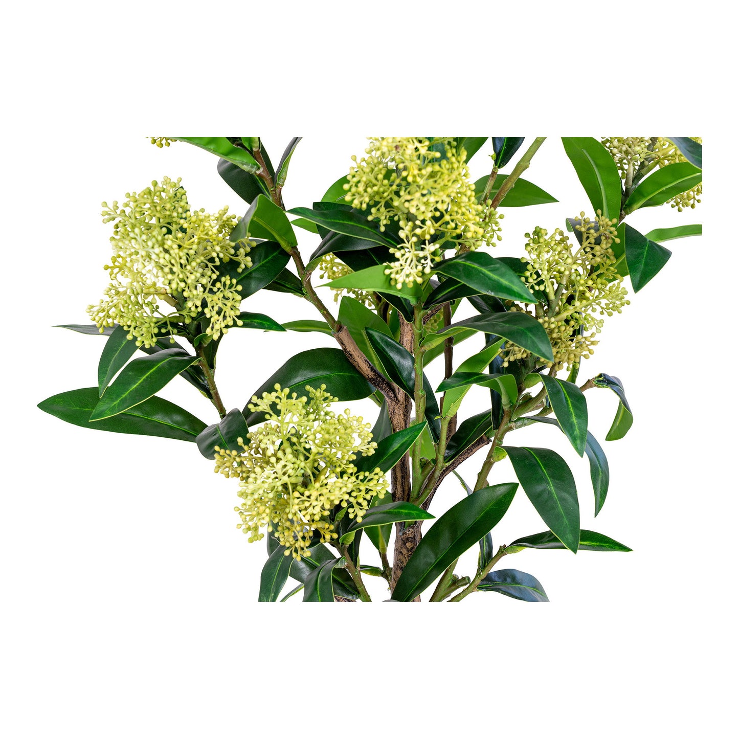 Árbol Skimmia - Verde