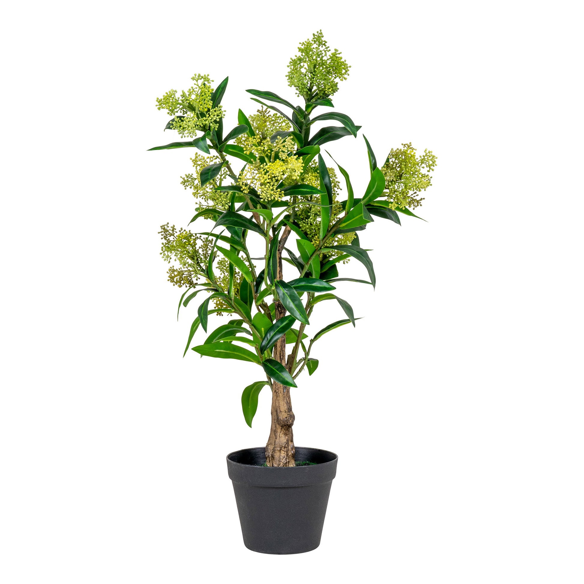Árbol Skimmia - Verde