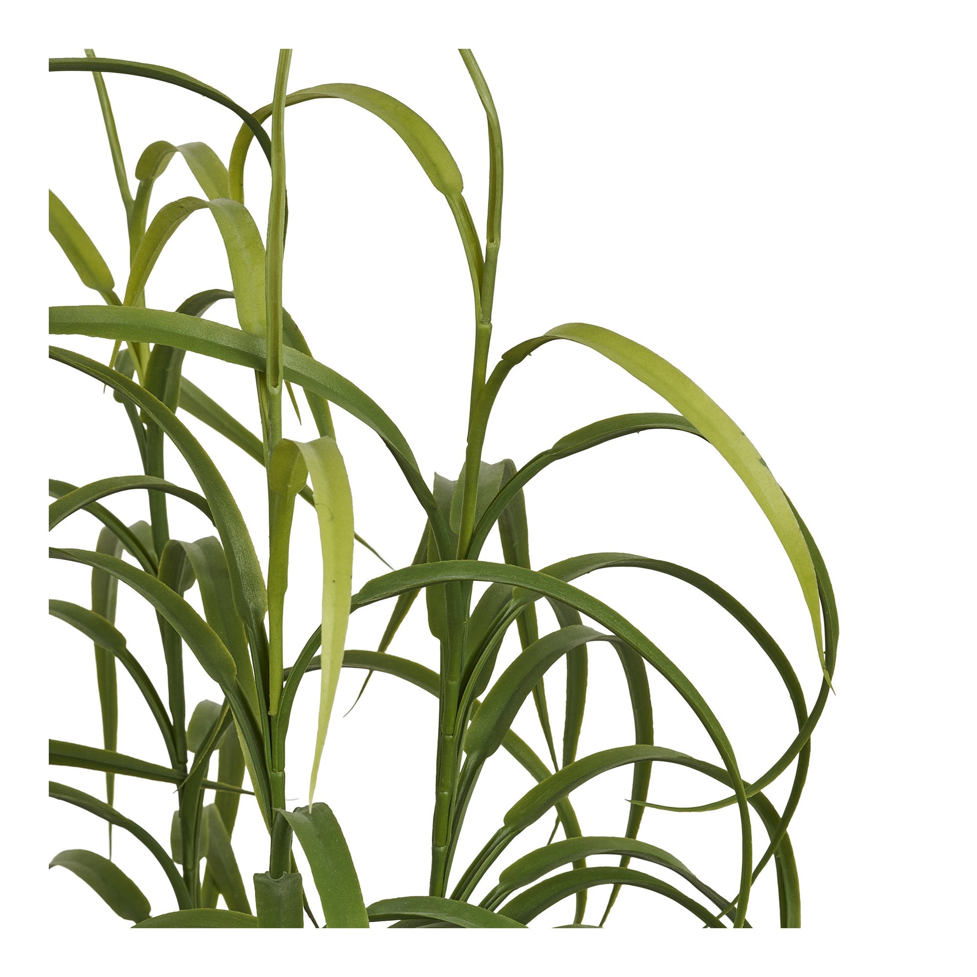 Planta De Hierba - Verde