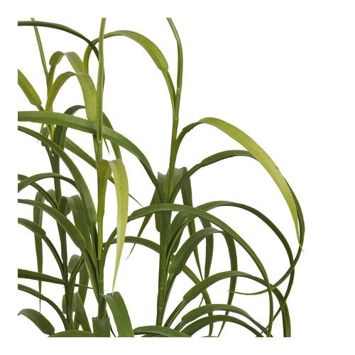 Planta De Hierba - Verde