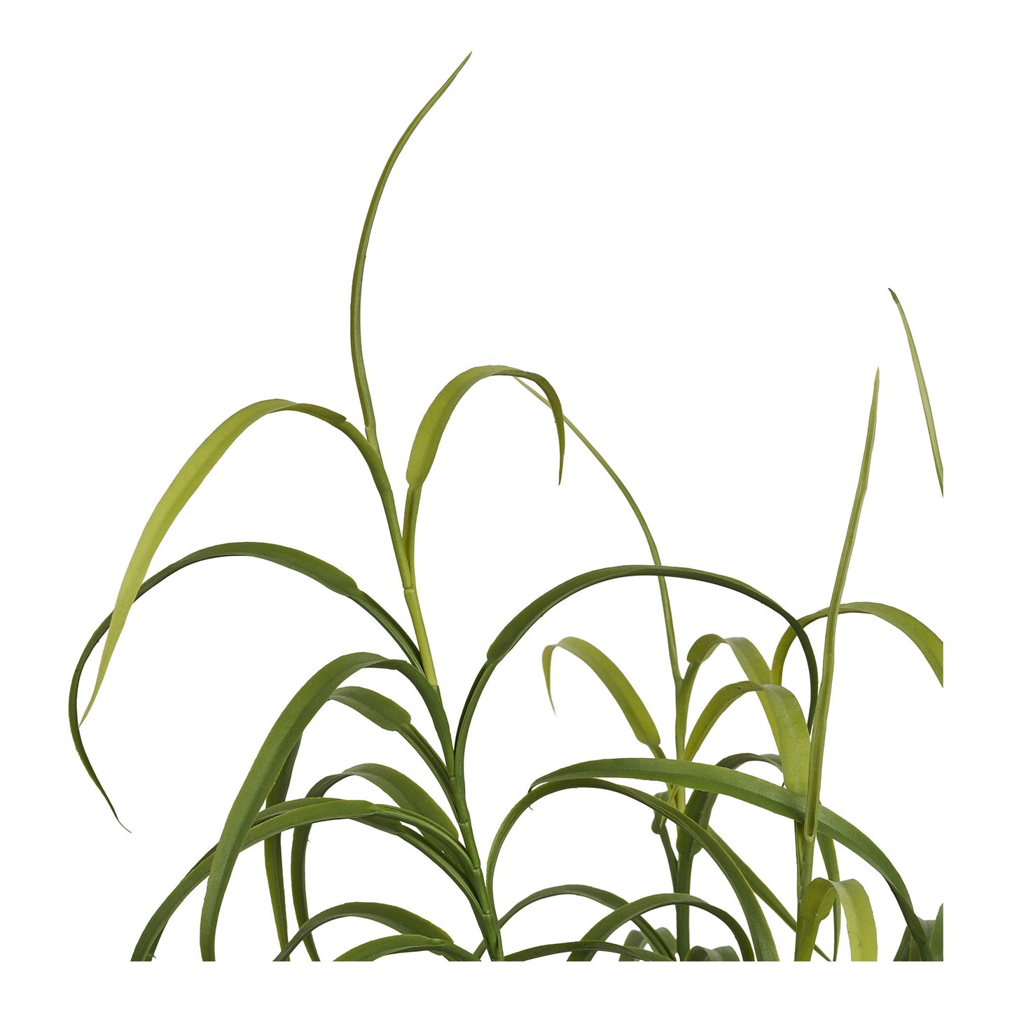 Planta De Hierba - Verde