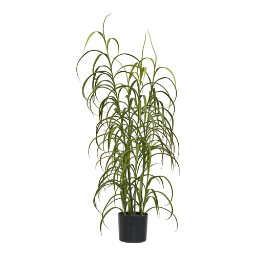 Planta De Hierba - Verde