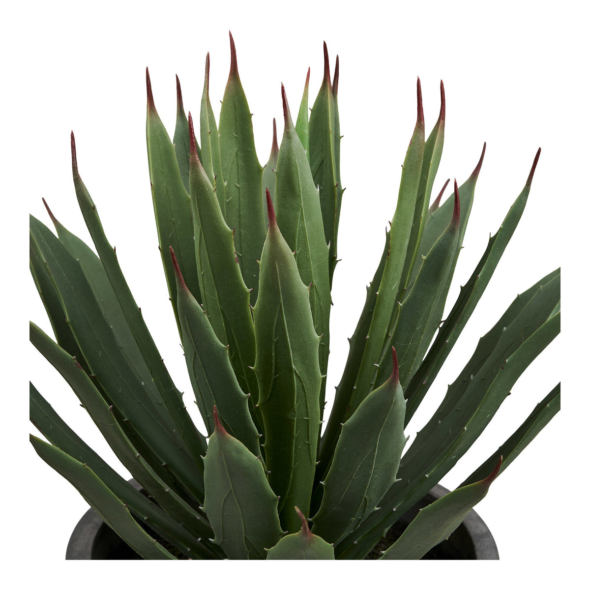 Planta de agave - Gris / Verde