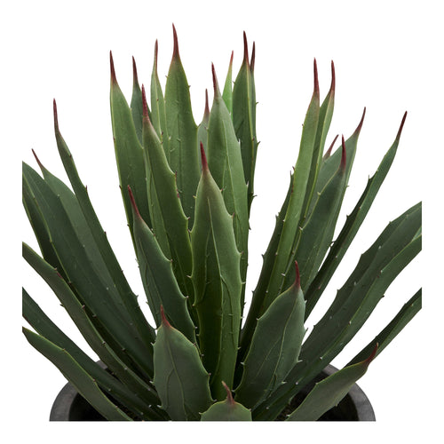 Planta de agave - Gris / Verde