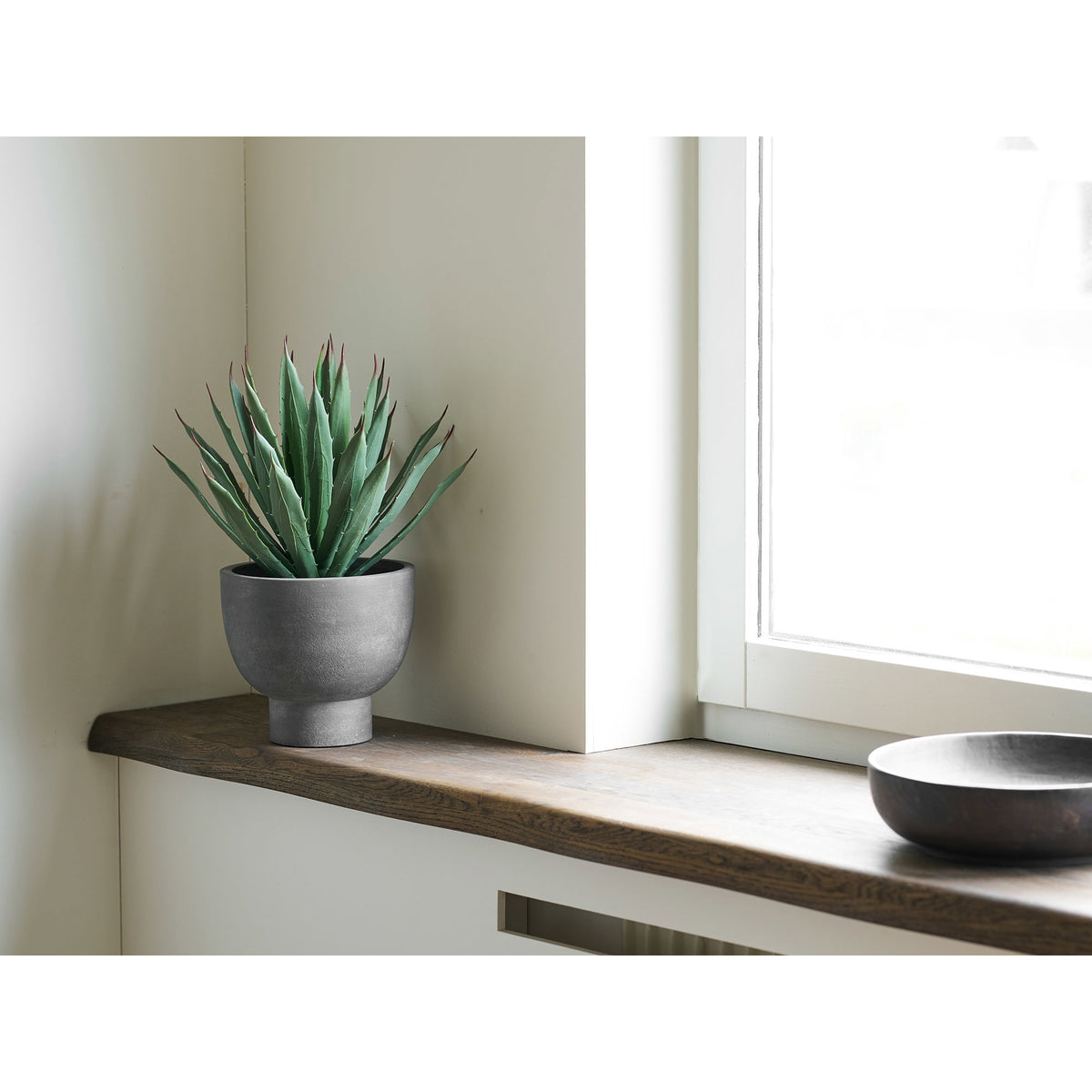 Planta de agave - Gris / Verde