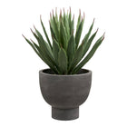 Planta de agave - Gris / Verde