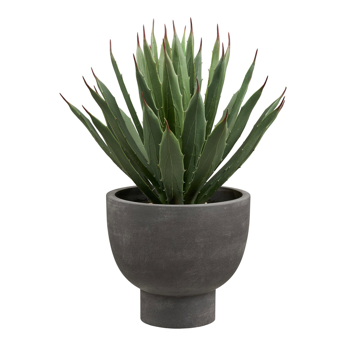 Planta de agave - Gris / Verde