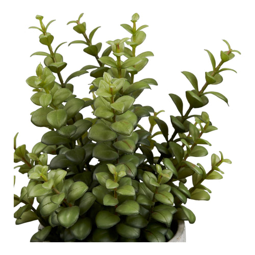 Suculenta - Gris / Verde