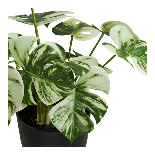 Monstera - Verde