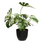 Monstera - Verde