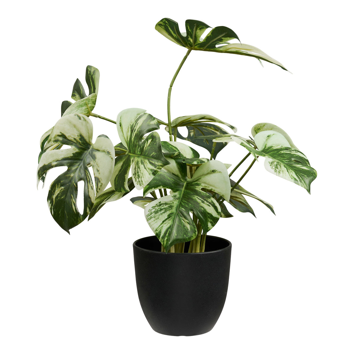 Monstera - Verde