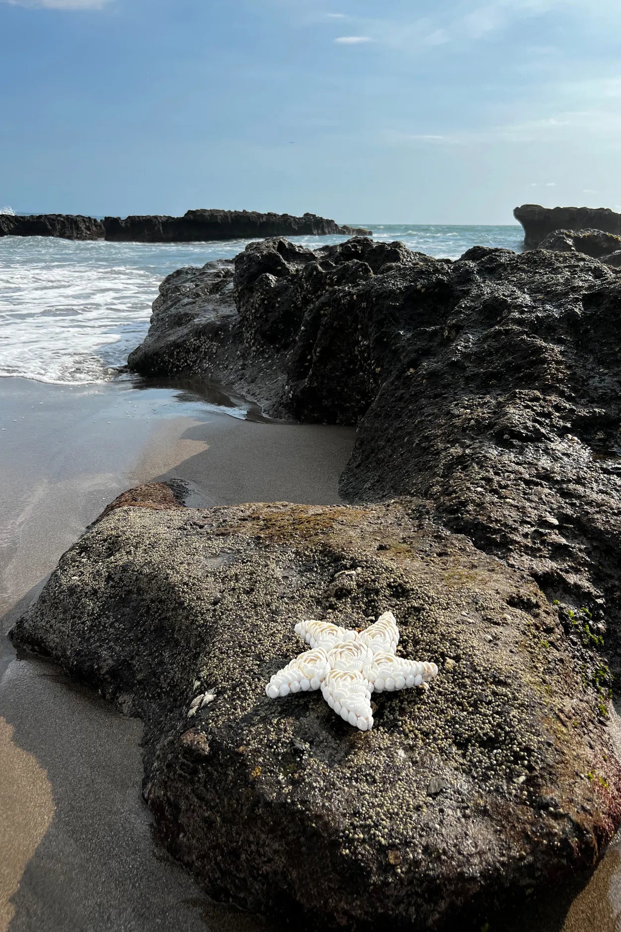 La Concha Estrella - Blanco